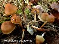 Hypholoma ericaeoides-amf984-1